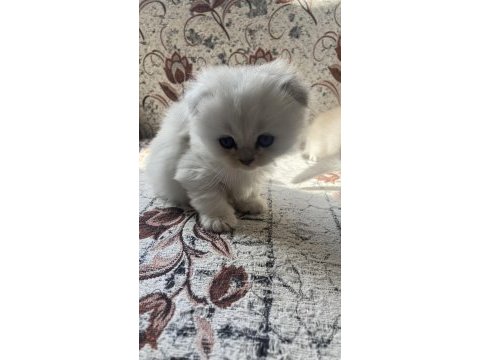 British longhair ve british shorthair bebişler