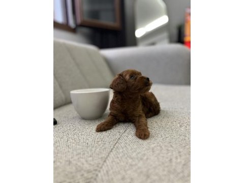 Güzeller güzelim poodle lucy