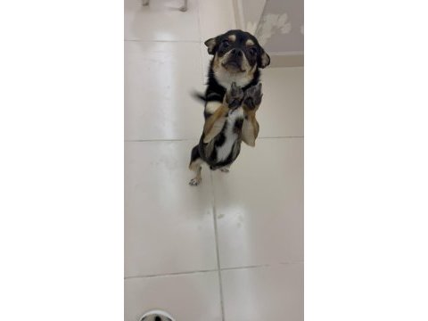 9 aylık chihuahua bebeklerimiz sahiplendirilecektir