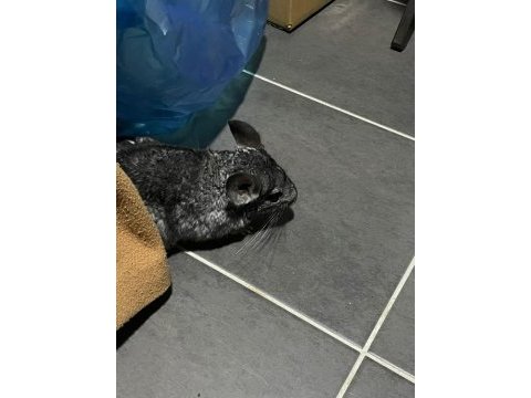 Chinchilla 4 aylık