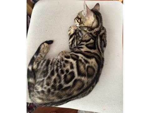 Silver bengal show class