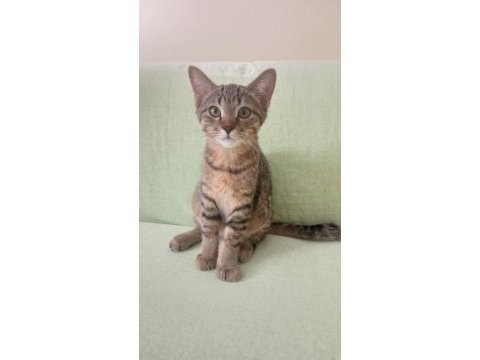 Yavru golden kedimiz