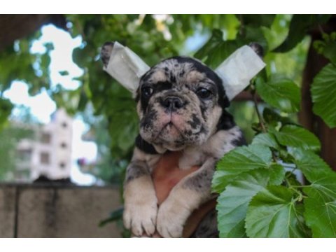Süper kan blue merle - merle tan french bulldog yavruları