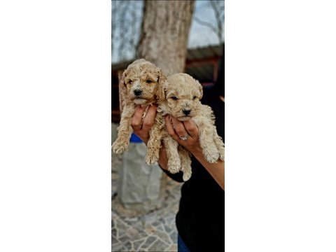 Toy poodle