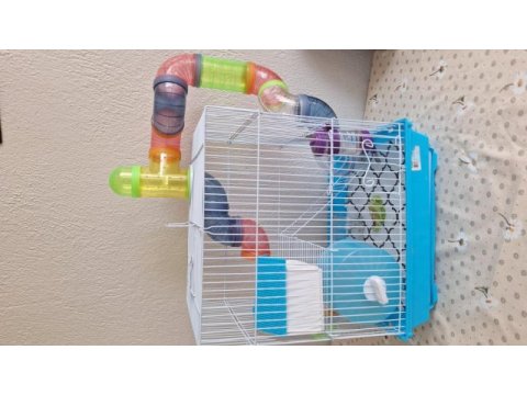 Suriye hamster