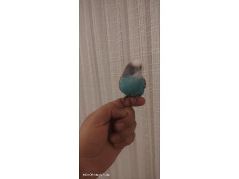 Yeni yeme düştü yavru muhabbet kuşu