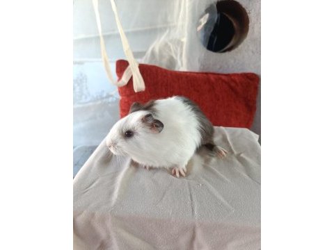 Yavru guinea piglerimiz