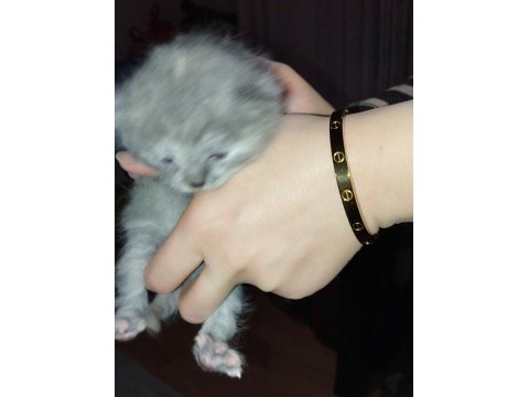 Yeni doğmuş scottish fold yavrular