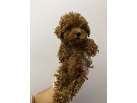 Sevgi ile bakılan toy ve teacup poodle yavrularımız