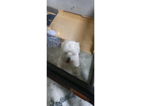 Malta terrier köpeğimiz sahiplendirilecek