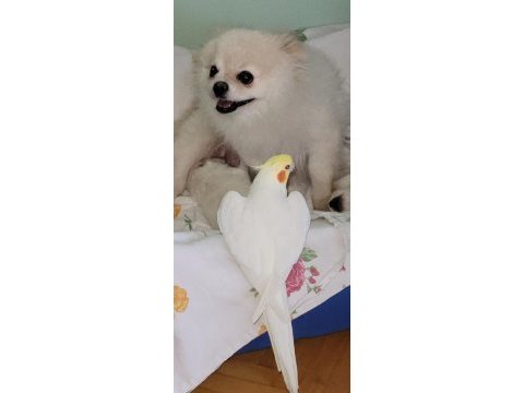 Sultan papağanlarımız albino