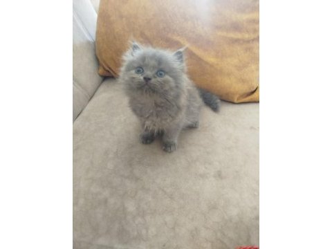 British longhair yavrular
