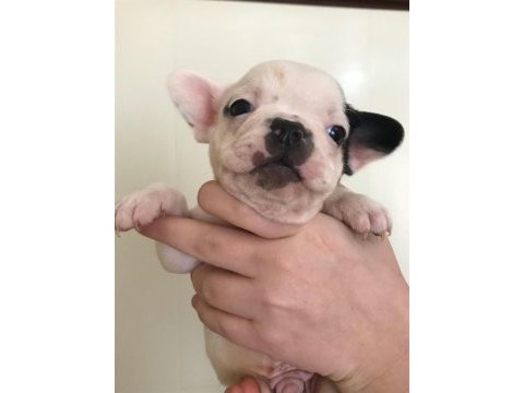 5 erkek yavru french bulldog sahiplenilmeyi bekliyor