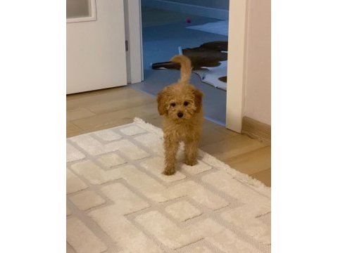 Toy poodle yavru dişi