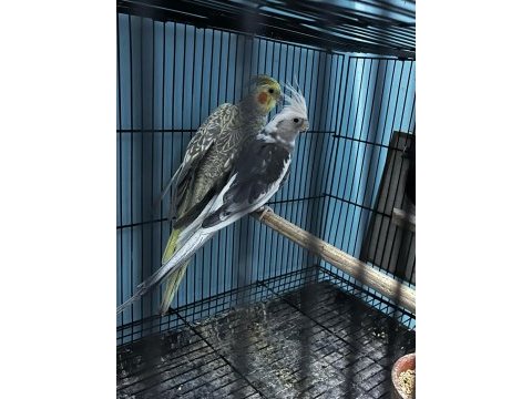 A kalite sultan papağanı takım