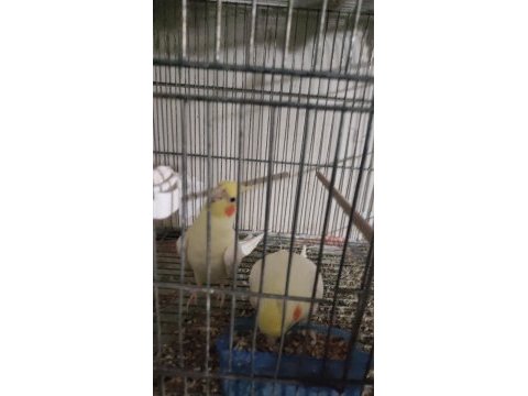 Tecrübeli ve genç sultan papağanı takımlar