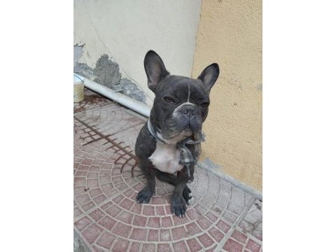 Fransız bulldog