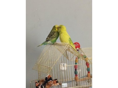 2 muhabbet kuşu ve ekipmanlarla beraber