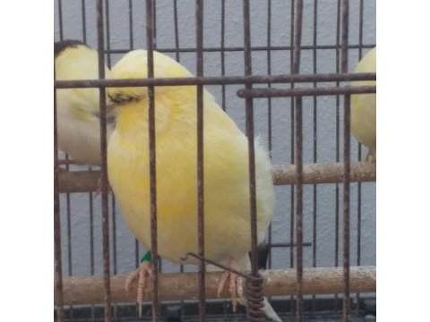 Kanarya sahiplendirme