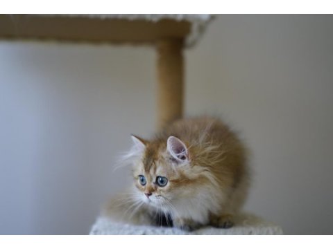 Anne ve babası şecereli british longhair