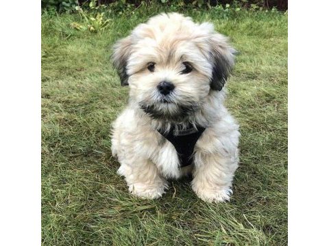 Adresinize teslim morkie yavrular için ulaşabilirsiniz
