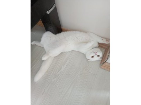 1 yaşında scottish fold