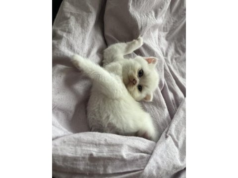 Sevimli sağlıklı scottish fold yavrularımız