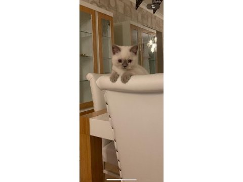 Minik kedimiz pamuğumuz yuva arıyor