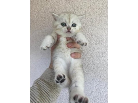 British shorthair