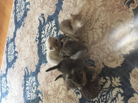 British shorthair yavrular 6 tane
