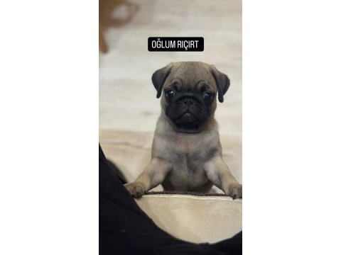 4 aylık aşılı karneli pug dişi