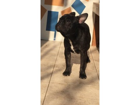 French bulldog kızımızı sahiplendirmek