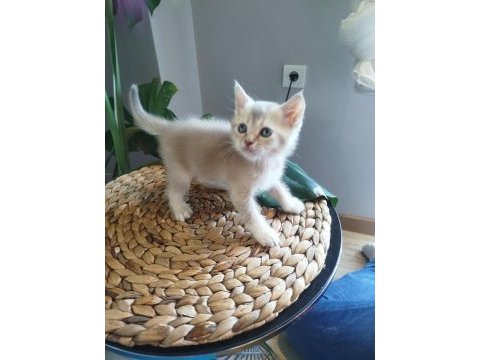 6 haftalık yavru kedilerimiz