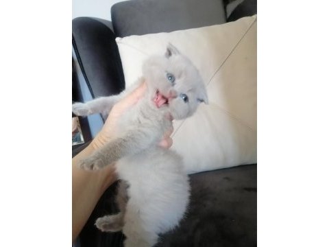 Scottish fold yavru antalya