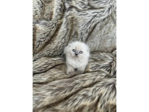 Rengarenk scottish fold bebekler