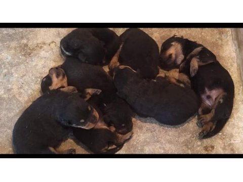 A kalite rottweiler yavrular