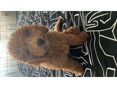 4 aylık poodle yavrumuza yuva arıyoruz