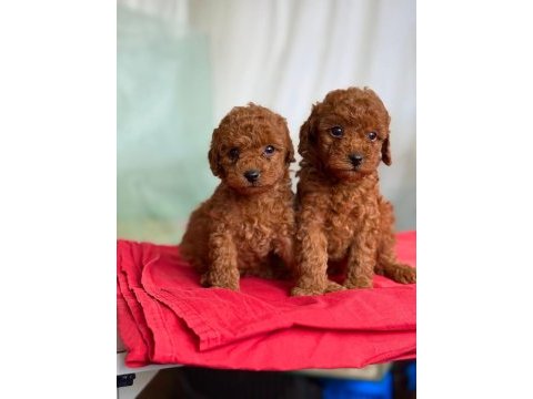 Aşılı toy poodle yavrularımız'da kampanya