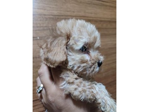 F2 duble dizayn baby maltipoo