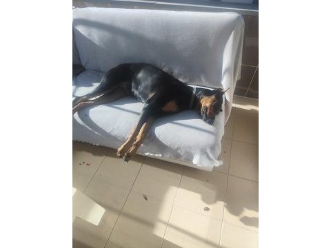 1 yaşında dişi doberman