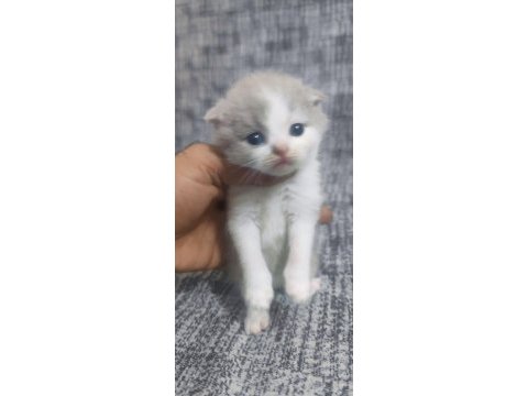 3 haftalık scottish fold yavrular