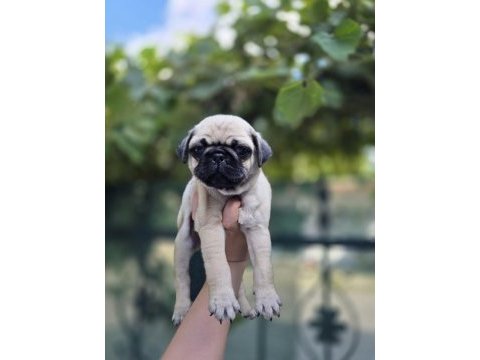 Dünya tatlısı dişi pug yavrumuz