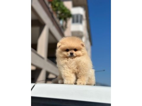 Pomeranian boo yavrularımız orijinal