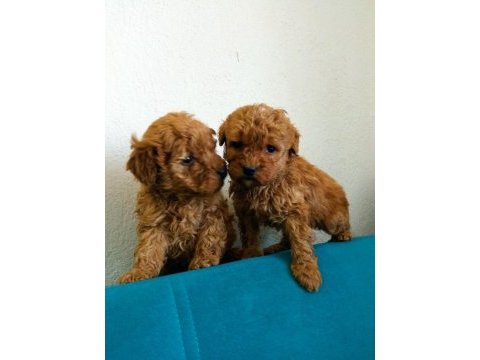 Orjinal red toy poodle yavrular fethiye