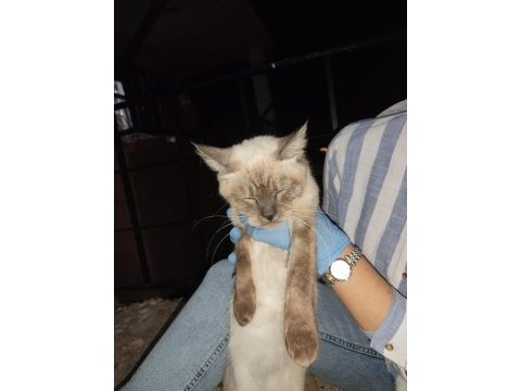 Siyam kedisi çok uysal