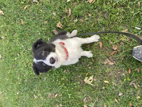 Eğitimli yavru border collie