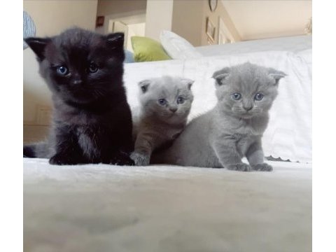 Scottish fold yavru sahiplendirme