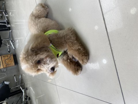 Poodle ayarında maltipoo