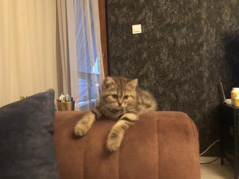 2 aylık safkan yavrular british shorthair