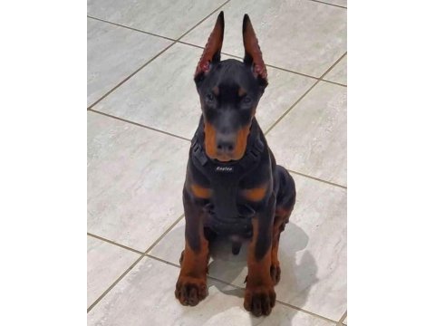 Hasım silen doberman yavruları